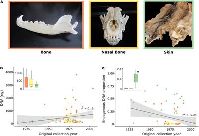 Assessing the performance of historical skins and bones for museomics using wolf specimens as a case study